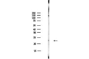anti-ASF1 Anti-Silencing Function 1 Homolog A (S. Cerevisiae) (ASF1A) (Internal Region) antibody