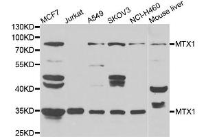 Western blot analysis of extracts of various cell lines, using MTX1 antibody. (Metaxin 1 anticorps)