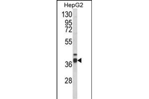 Western blot analysis of PECI Antibody (C-term) (ABIN652636 and ABIN2842426) in HepG2 cell line lysates (35 μg/lane). (PECI/ECI2 anticorps  (C-Term))