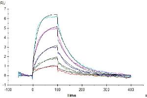 Human IL-13Ra1, hFc Tag captured on Protein A chip, can bind Human IL-13, His Tag with an affinity constant of 53.