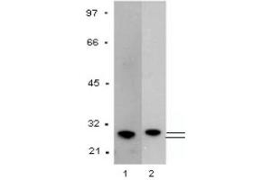 Western Blotting (WB) image for anti-Glutathione S Transferase (GST) antibody (ABIN1107457) (GST anticorps)