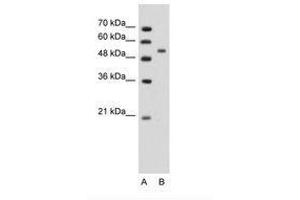 Image no. 1 for anti-Perilipin 1 (PLIN1) (AA 81-130) antibody (ABIN203499)