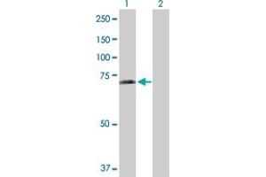 Western Blot analysis of SHC3 expression in transfected 293T cell line by SHC3 MaxPab polyclonal antibody.