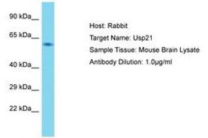 Image no. 1 for anti-Ubiquitin Specific Peptidase 21 (USP21) (AA 51-100) antibody (ABIN6750342) (USP21 anticorps  (AA 51-100))