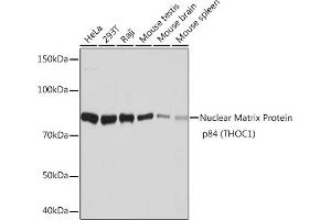 Western blot analysis of extracts of various cell lines, using Nuclear Matrix Protein p84 (THOC1) (THOC1) Rabbit mAb (ABIN7270811) at 1:1000 dilution. (THOC1 anticorps)