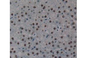 anti-Kruppel-Like Factor 15 (KLF15) (AA 1-364) antibody