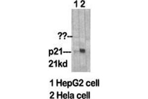 Western Blot (WB) analysis of specific cells using p21 Polyclonal Antibody. (p21 anticorps  (Ser232))