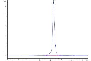 The purity of Biotinylated Human CD36 is greater than 95 % as determined by SEC-HPLC.