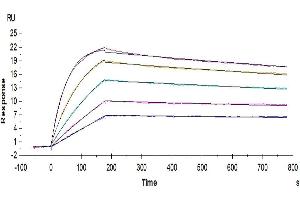 Human IL-2 R beta&IL-2 R gamma, hFc Tag captured on CM5 Chip via Protein A can bind Human IL-2, No Tag with an affinity constant of 0.