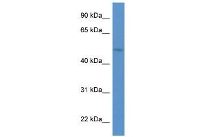 WB Suggested Anti-HNF1B Antibody Titration:  0. (HNF1B anticorps  (C-Term))
