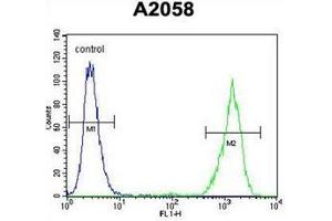 Flow cytometric analysis of A2058 cells using RAB10 Antibody (Center) Cat.