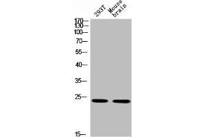 Western blot analysis of 293T MOUSE-BRAIN using p-14-3-3 θ/ (S232) antibody. (14-3-3 theta anticorps  (pSer232))
