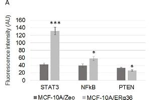 ERα36 overexpression modulates MAPK/ERK1/2, NFkB and JAK2/STAT3 signaling pathways in MCF-10A cells.