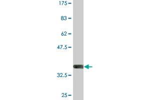 Western Blot detection against Immunogen (36.