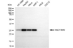 Western blotting analysis using HSD17B10 antibody (ABIN7799014). (HSD17B10 anticorps)