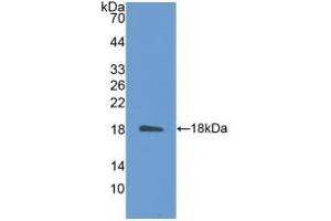 Detection of Recombinant IL31, Mouse using Polyclonal Antibody to Interleukin 31 (IL31) (IL-31 anticorps  (AA 28-154))