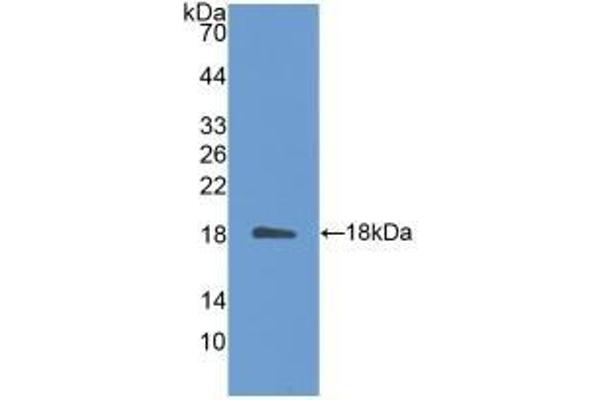 IL-31 anticorps  (AA 28-154)