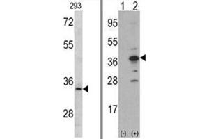 (LEFT) Western blot analysis of MCA1 antibody (C-term) in 293 cell line lysates (35ug/lane). (AIMP1 anticorps  (C-Term))
