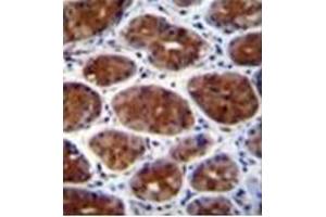 Formalin fixed, paraffin embedded human stomach tissue stained with CPSF3L Antibody followed by peroxidase conjugation of the secondary antibody and DAB staining.