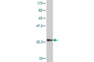 Western Blot detection against Immunogen (36.