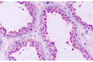 Anti-GPRC5A / RAI3 antibody IHC staining of human testis. (GPRC5A anticorps  (Extracellular Domain))