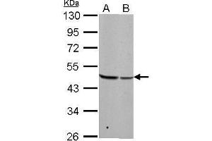 WB Image BZW2 antibody detects BZW2 protein by Western blot analysis.