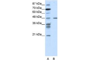 WB Suggested Anti-PSMC2 Antibody Titration:  1. (PSMC2 anticorps  (N-Term))