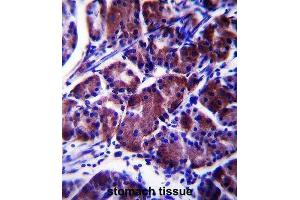 Immunohistochemistry (IHC) image for anti-Lysophospholipase Protein 1 (LYPL1) antibody (ABIN2997640) (LYPL1 anticorps)