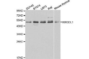 Western blot analysis of extracts of various cell lines, using KIR3DL1 antibody. (KIR3DL1 anticorps  (AA 22-222))