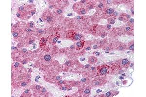 HGF antibody was used for immunohistochemistry at a concentration of 4-8 ug/ml. (HGF anticorps)