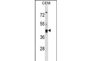 KCNG2 Antibody (Center) (ABIN1537880 and ABIN2850369) western blot analysis in CEM cell line lysates (35 μg/lane). (Kcng2 anticorps  (AA 149-177))