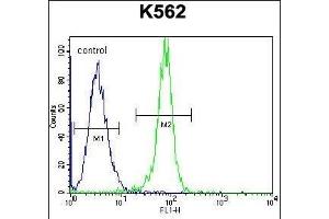 STUB1 Antibody (C-term) (ABIN656111 and ABIN2845451) flow cytometric analysis of K562 cells (right histogram) compared to a negative control cell (left histogram). (STUB1 anticorps  (C-Term))