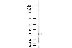 Western blot analysis of lysates from Mouse testis, using SLC7 Antibody at 1/1000 dilution.
