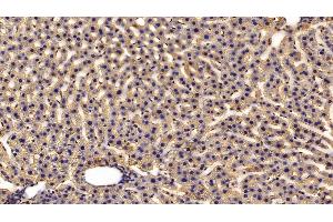 Detection of HRG in Rat Liver Tissue using Polyclonal Antibody to Histidine Rich Glycoprotein (HRG) (HRG anticorps  (AA 18-254))