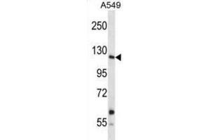 Western Blotting (WB) image for anti-Insulin Receptor-Related Receptor (INSRR) antibody (ABIN2998238) (INSRR anticorps)