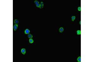 Immunofluorescent analysis of HepG2 cells using ABIN7158054 at dilution of 1:100 and Alexa Fluor 488-congugated AffiniPure Goat Anti-Rabbit IgG(H+L) (LRRIQ3 anticorps  (AA 538-607))