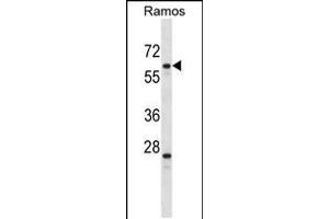 Western blot analysis in Ramos cell line lysates (35ug/lane). (PLRG1 anticorps  (N-Term))
