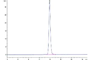 The purity of Mouse RNF43 is greater than 95 % as determined by SEC-HPLC. (RNF34 Protein (AA 24-197) (Fc Tag))