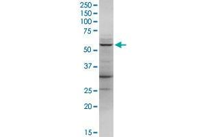 LDHD MaxPab rabbit polyclonal antibody.