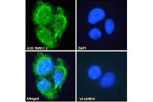 ABIN335150 Immunofluorescence analysis of paraformaldehyde fixed U2OS cells, permeabilized with 0. (Netrin 1 anticorps  (C-Term))