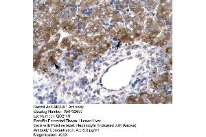 Human Liver (MEOX1 anticorps  (N-Term))