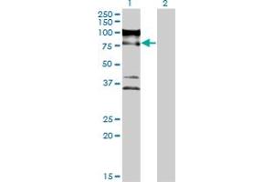 Western Blot analysis of ZNF274 expression in transfected 293T cell line by ZNF274 monoclonal antibody (M04), clone 1D8. (ZNF274 anticorps  (AA 420-530))