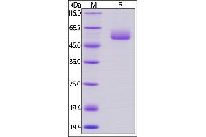 Human Frizzled-2, Fc Tag on  under reducing (R) condition. (FZD2 Protein (AA 24-190) (Fc Tag))