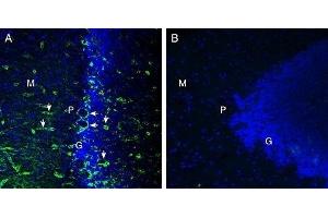 Expression of MERTK in rat cerebellum - Immunohistochemical staining of perfusion-fixed frozen rat brain sections with Anti-MERTK (extracellular) Antibody (ABIN7042974, ABIN7045326 and ABIN7045327), (1:300), followed by goat anti rabbit conjugated with Alexa 488 (green). (MERTK anticorps  (Extracellular))