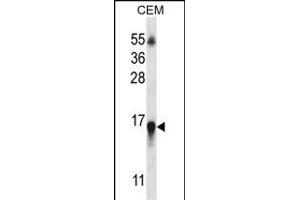 HIST1H2BN Antibody (N-term) (ABIN657039 and ABIN2846210) western blot analysis in CEM cell line lysates (35 μg/lane). (HIST1H2BN anticorps  (N-Term))