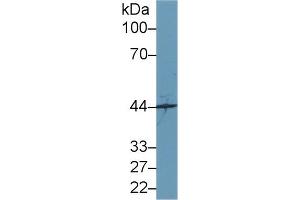 Western Blot; Sample: Mouse Cerebrum lysate; Primary Ab: 1µg/ml Rabbit Anti-Human SYTL2 Antibody Second Ab: 0. (SYTL2 anticorps  (AA 329-880))