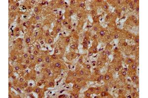 IHC image of ABIN7149663 diluted at 1:200 and staining in paraffin-embedded human liver tissue performed on a Leica BondTM system. (Transmembrane 7 Superfamily Member 4 (TM7SF4) (AA 119-209) anticorps)