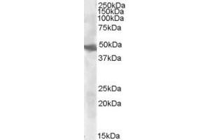ABIN238615 (0. (GOT2 anticorps  (Internal Region))