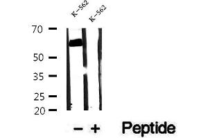 Western blot analysis of extracts of K-562 cells, using OMA1 antibody.