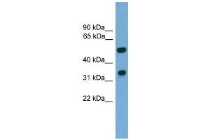 WB Suggested Anti-Foxa3 Antibody Titration: 0. (FOXA3 anticorps  (C-Term))